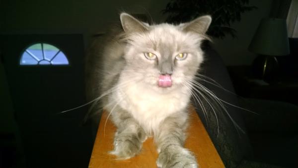 /images/uploads/griffin pond animal shelter/loveyourpet2018/entries/6588thumb.jpg